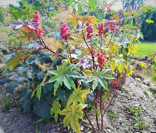 Rącznik pospolity(  Ricinus communis)